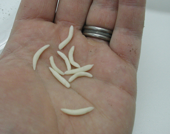 sugar maggots for SNL