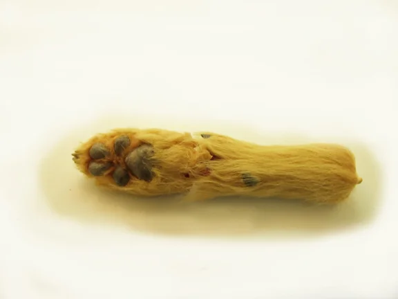 dog paw with jagged seam
