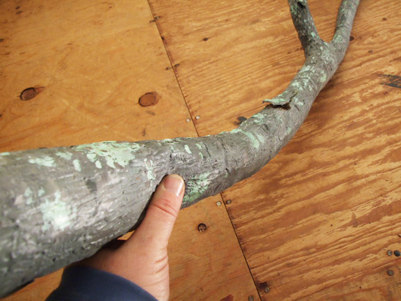 Realistic Rubber Branch Prop