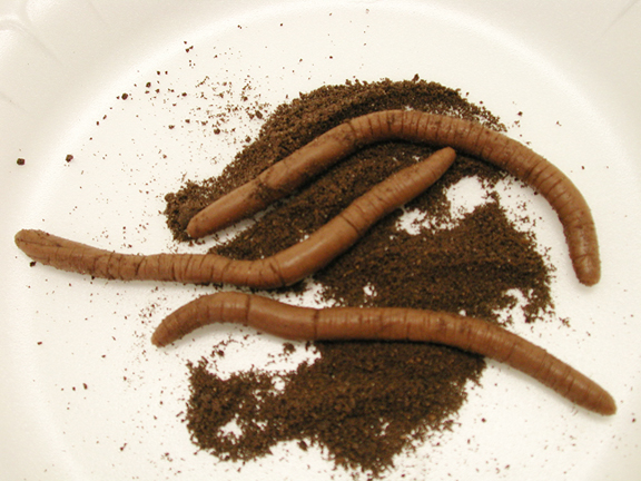 Fake worms and edible dirt