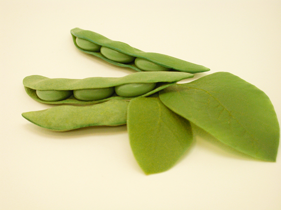 Fake Soy Beans and Leaves