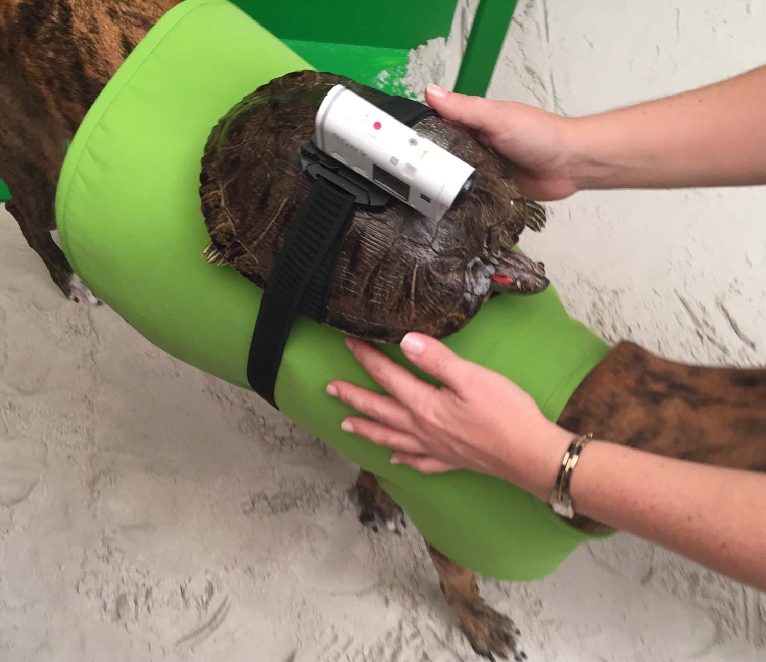 Animatronic turtle jockey on dog