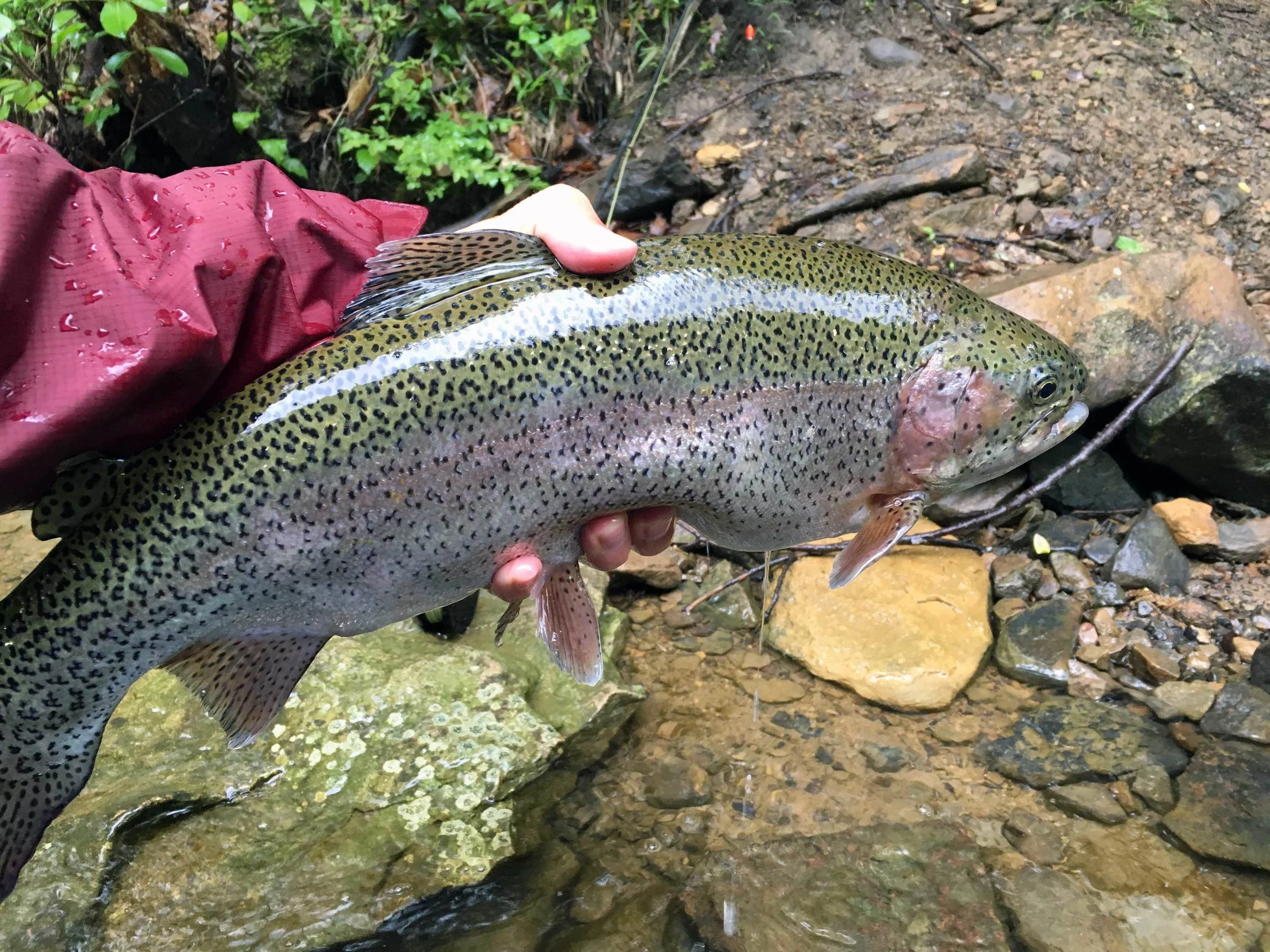One of several rainbows I caught in the 20" size range.