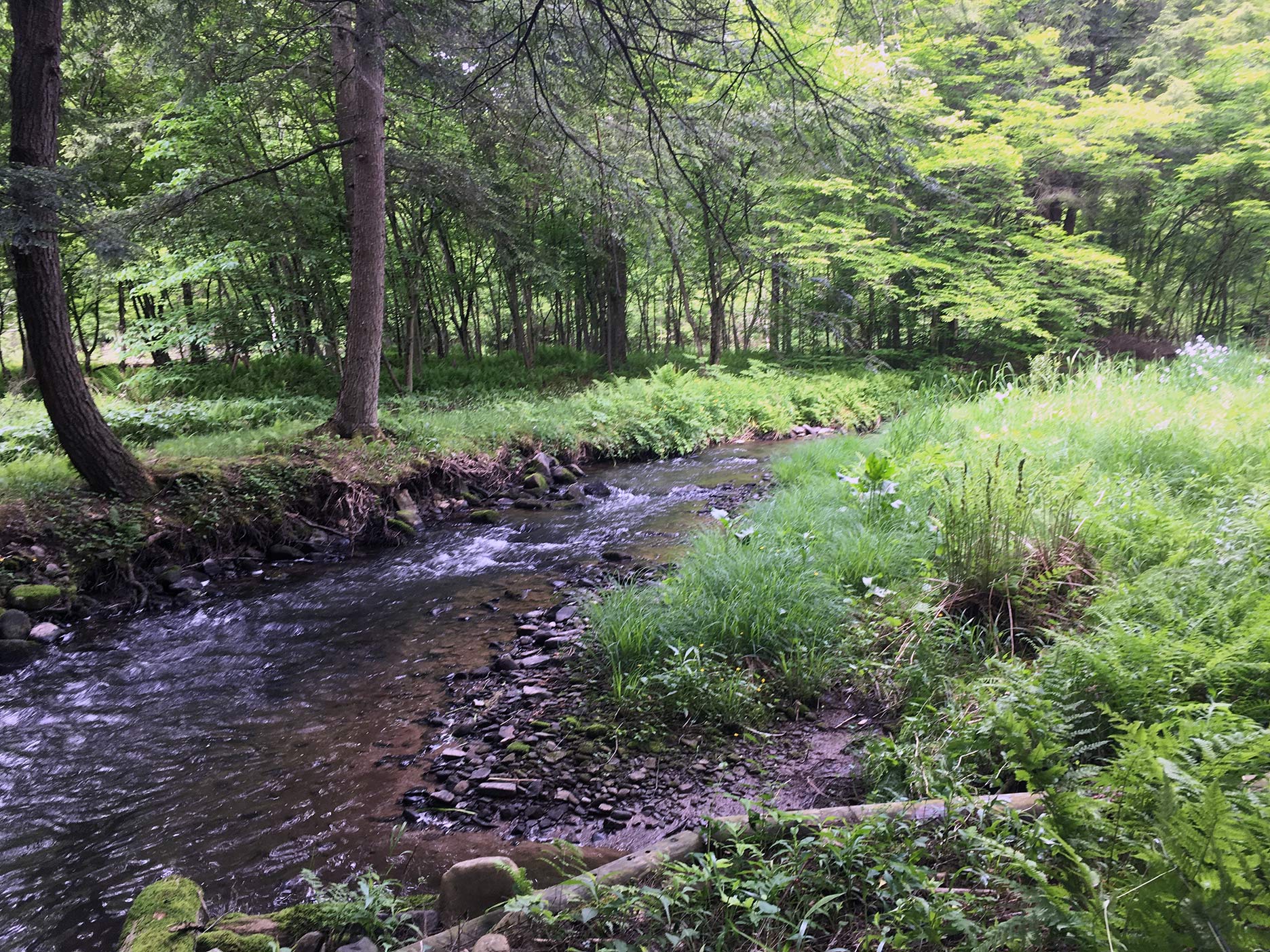 A set of riffles on Big Moores Run.