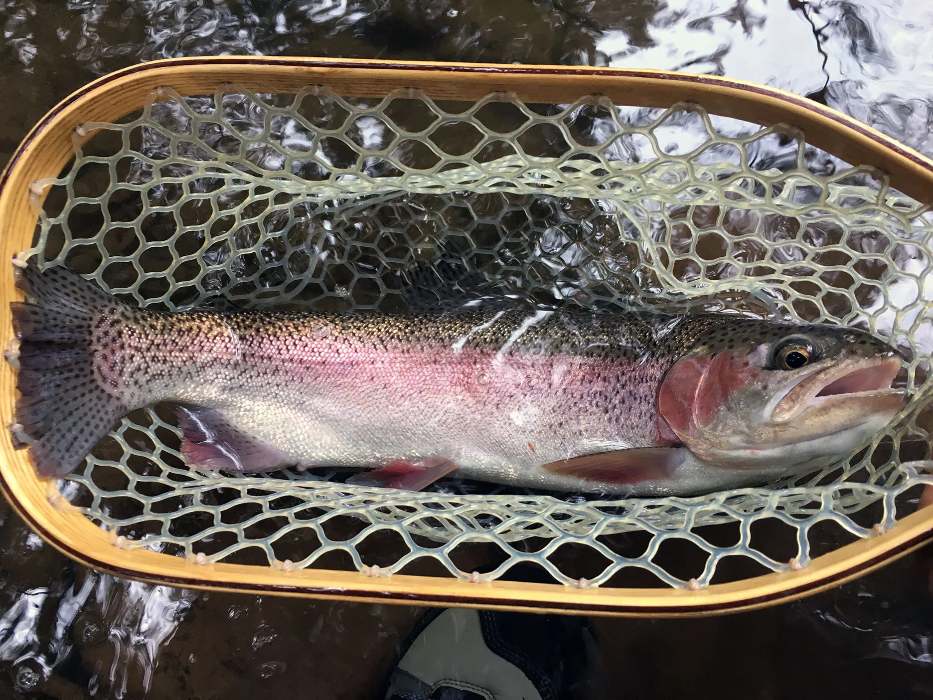 A wild Kamloops Rainbow from Big Moores Run.