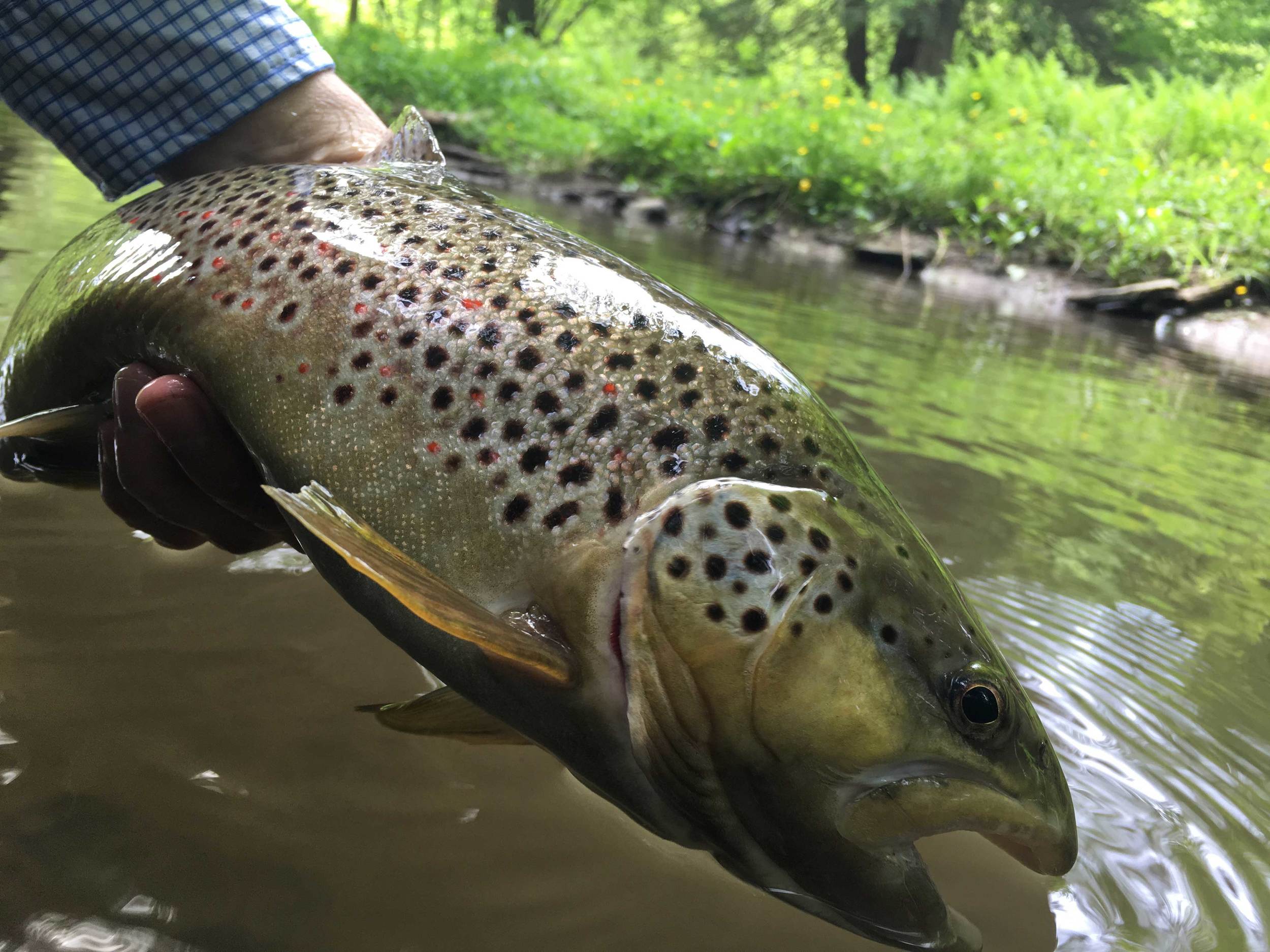 The large wild brown trout I caught upstream.