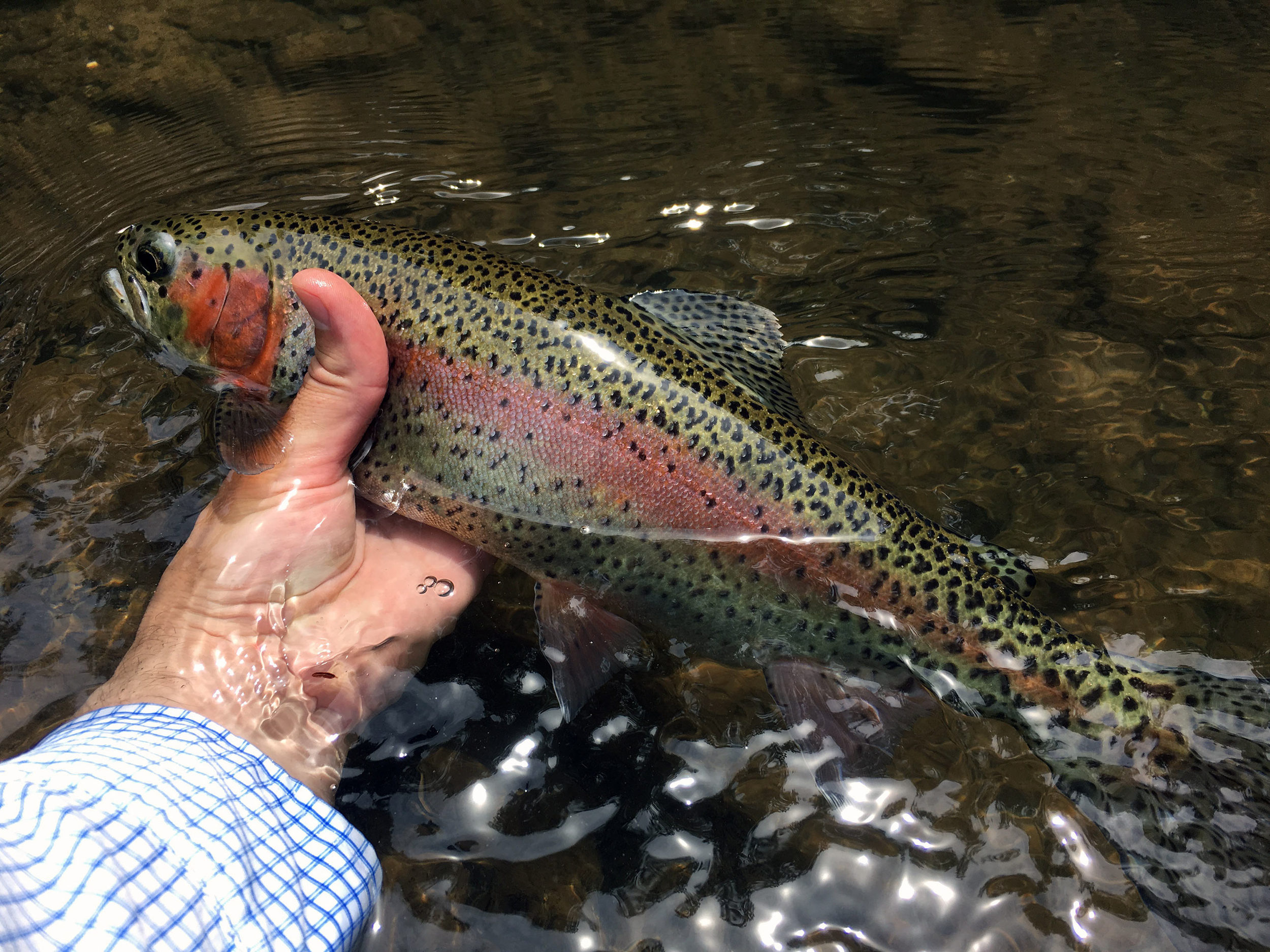 Wood Rainbow Trout .snow Capped Mountains With Pine Trees. Fishing