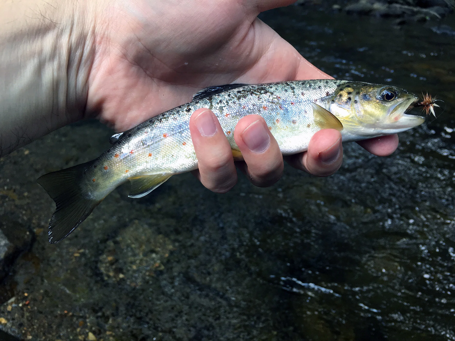 Martins Creek wild brown trout that took my #16 Royal Wulff.