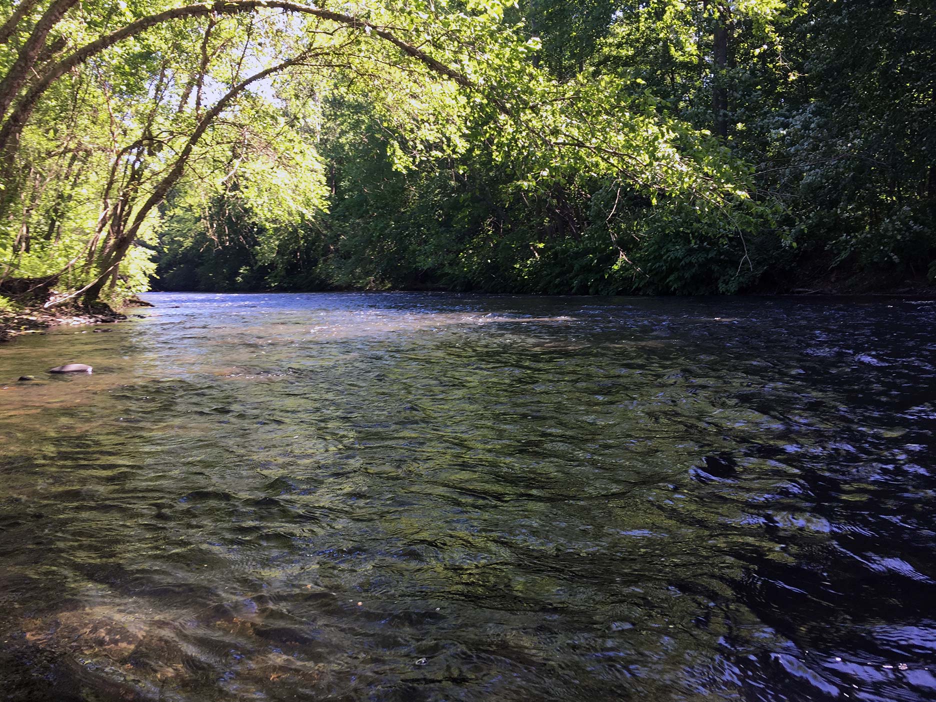 The delayed-harvest section on the Little Schuylkill.