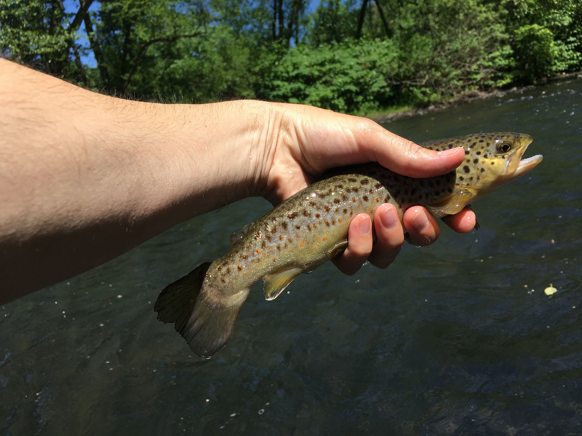 One of the brown trout I caught in downstream riffles.