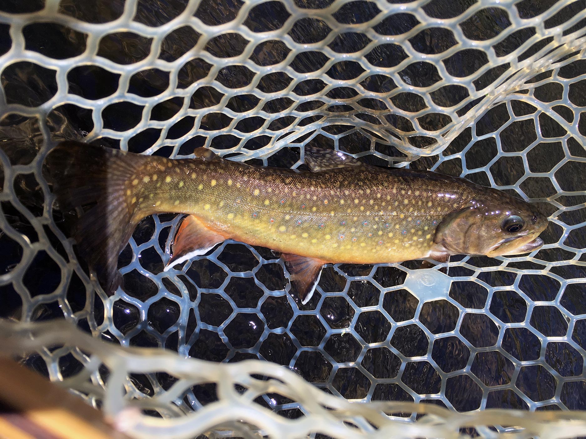 A beautiful Little Schuylkill Brook Trout.