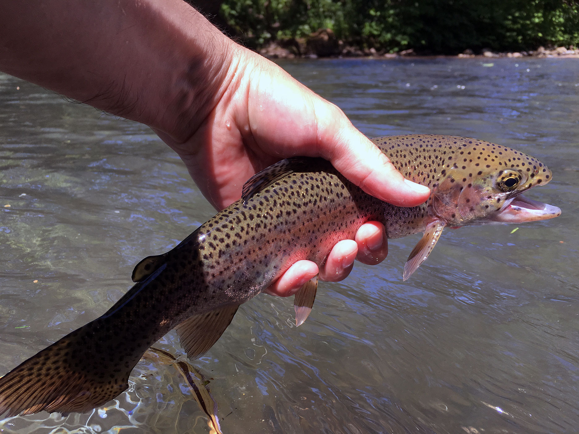 I caught several rainbows in the riffles as well.