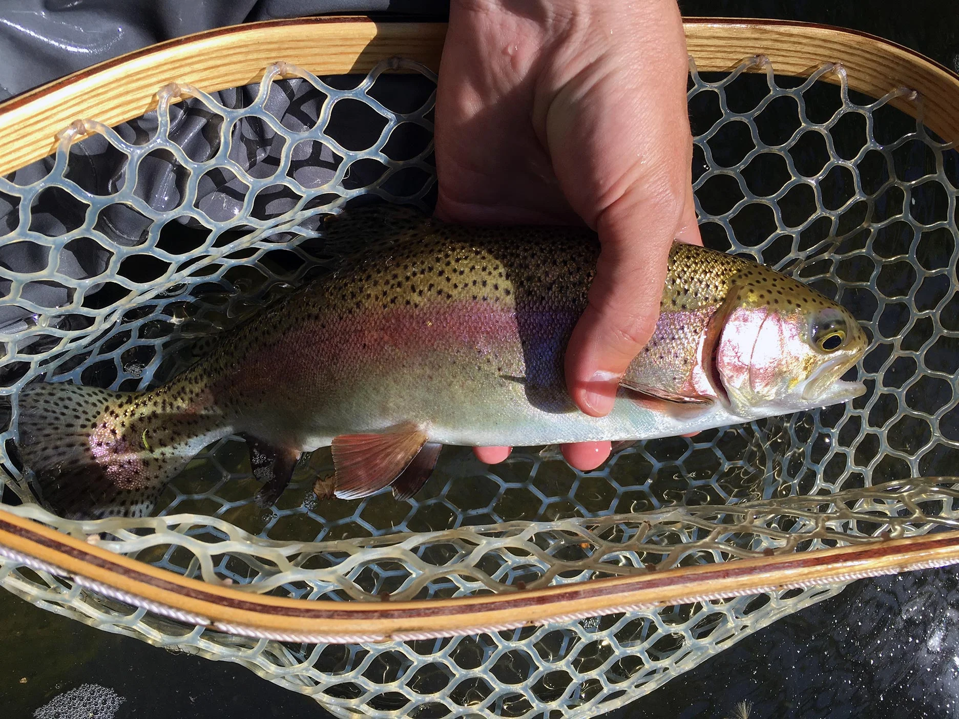 A rainbow with early June colors on the Tulpehocken.