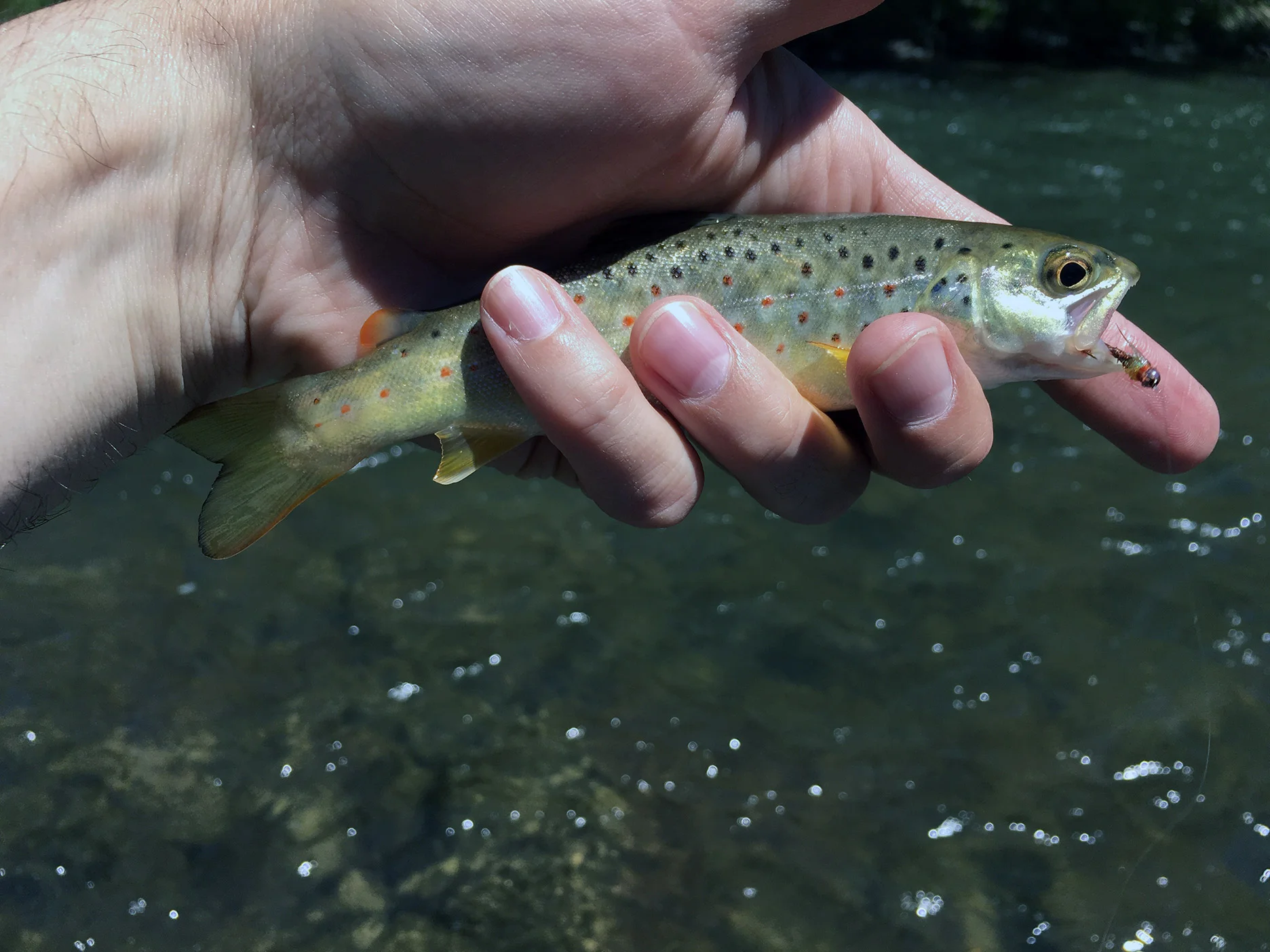 A small wild brown trout I caught on a Feathered Hook Pheasant Tail pattern.
