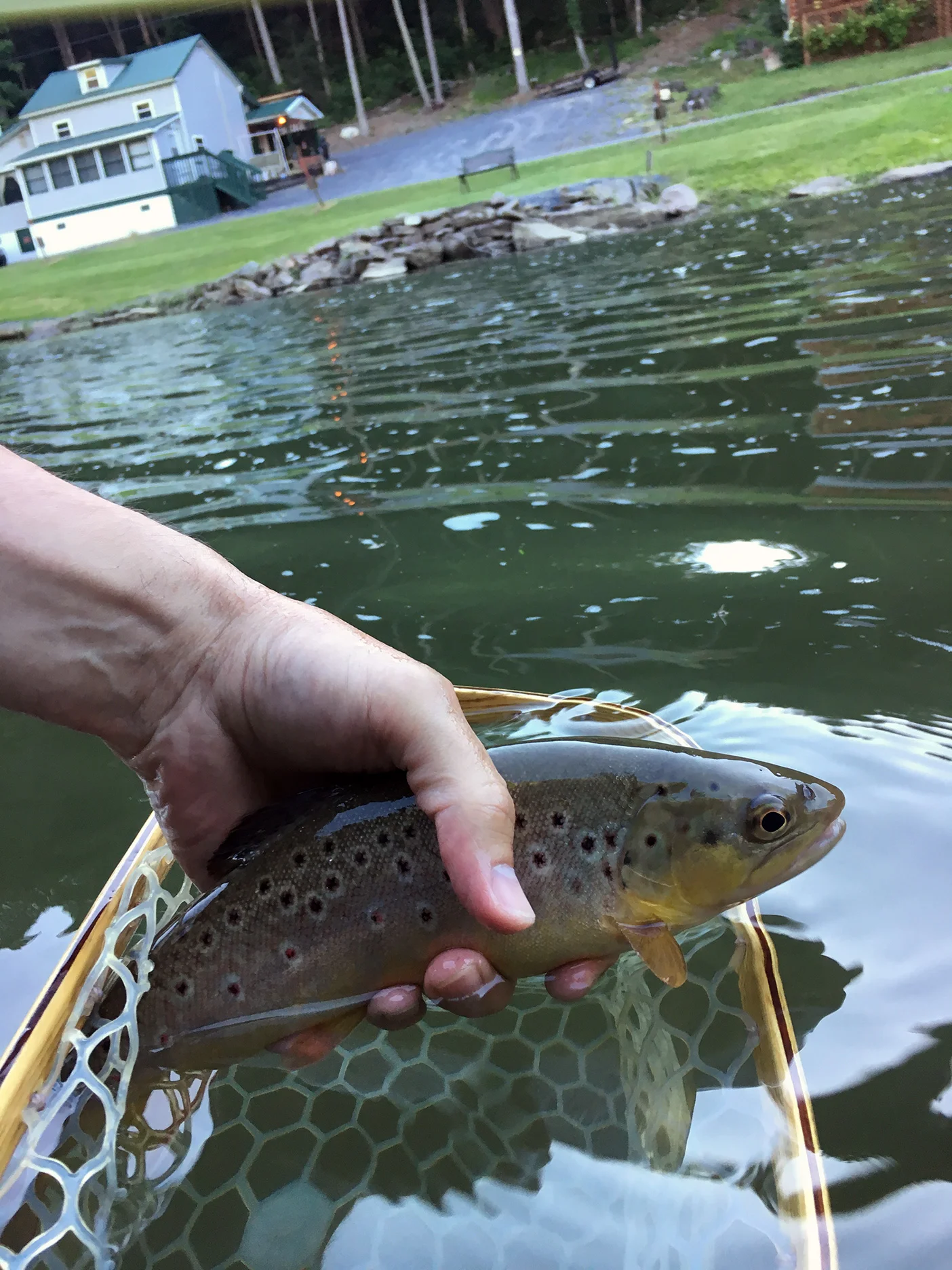One of the rising trout I fooled with a Rusty Spinner on Penns Creek.