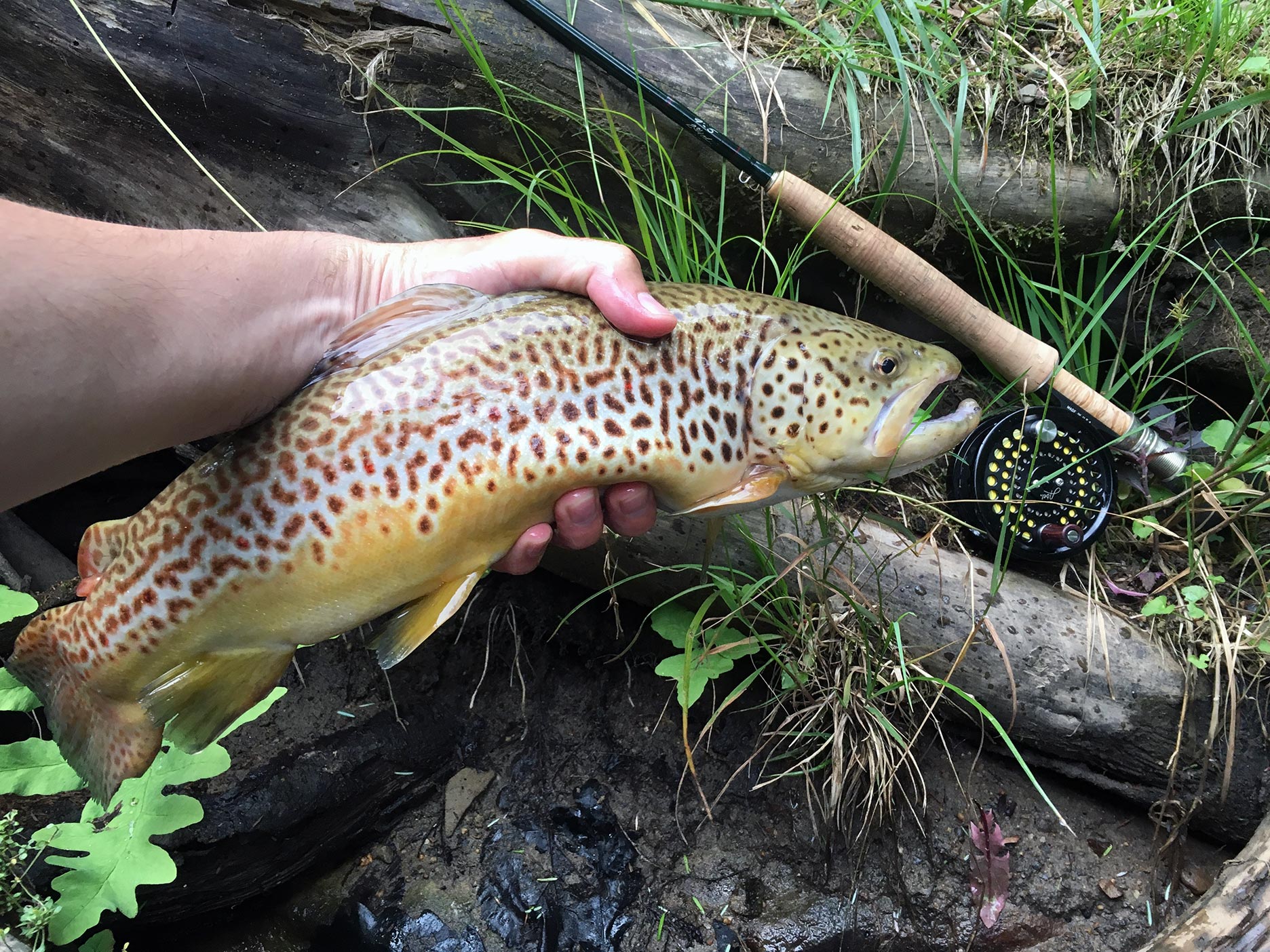 The beautiful brown trout I caught on a white Zuddler Minnow.