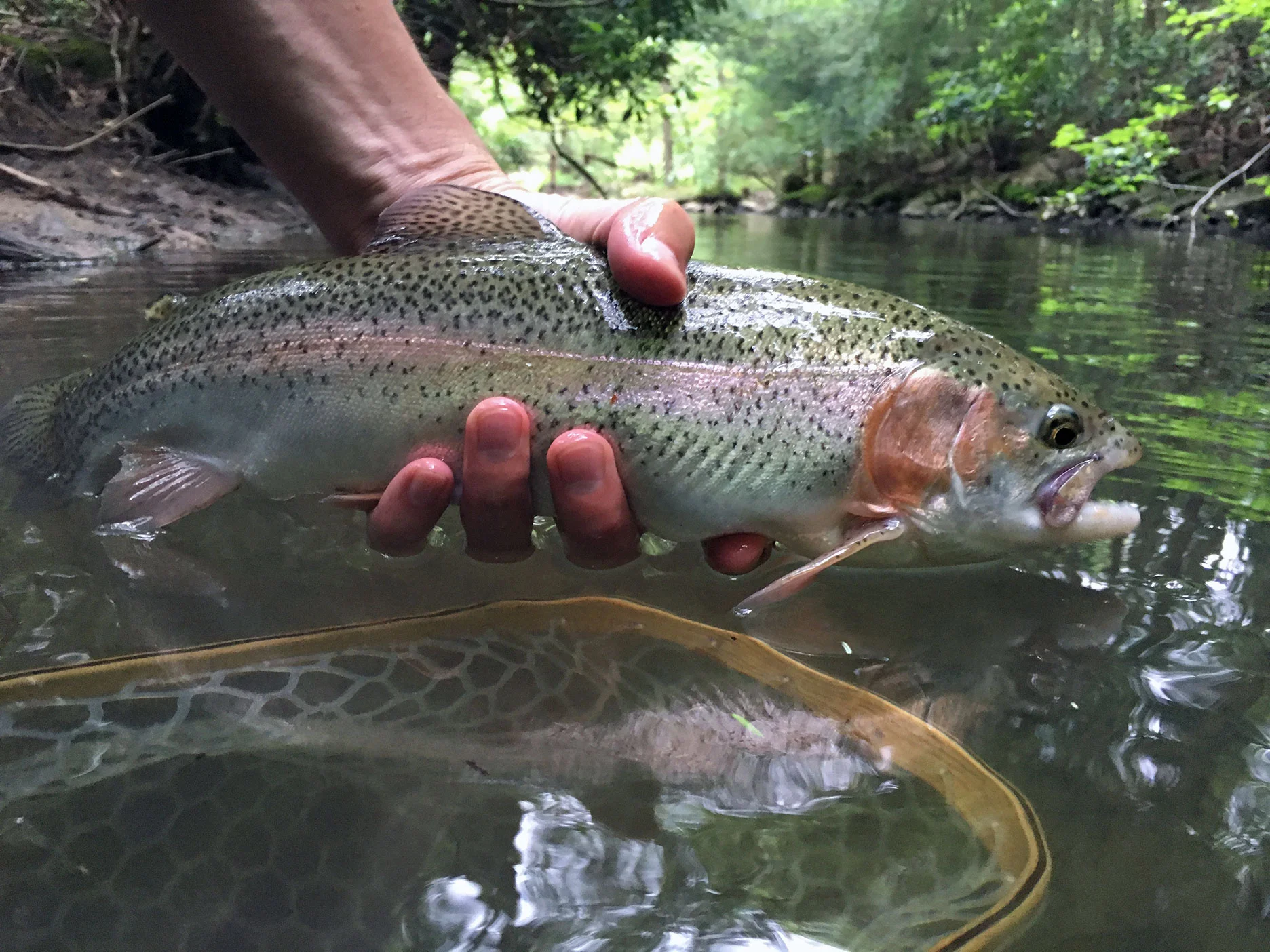 One of the rainbows I caught on a Yellow Humpy.