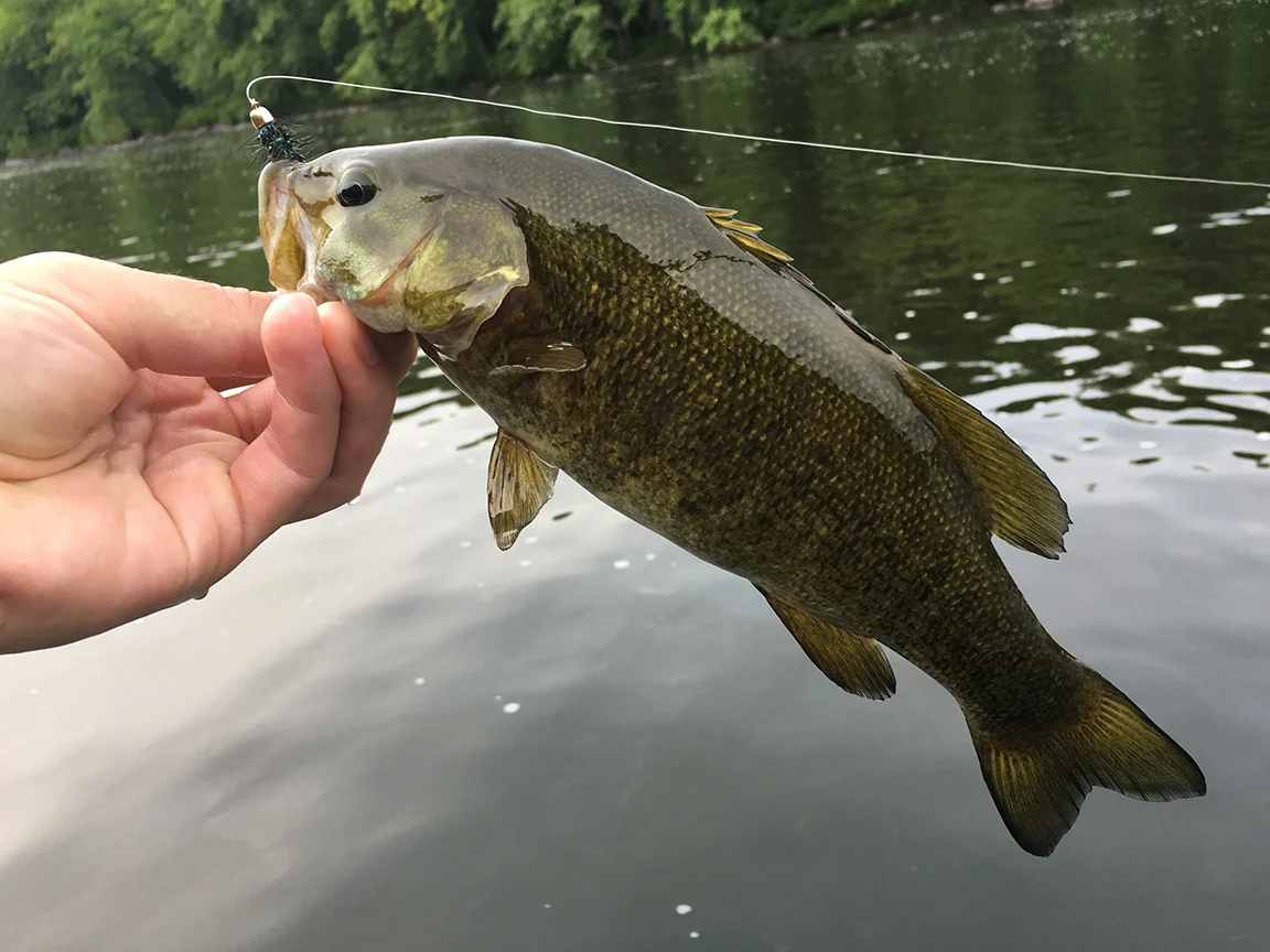 A healthy Juniata River smallmouth bass taken on a black Woolly Bugger.
