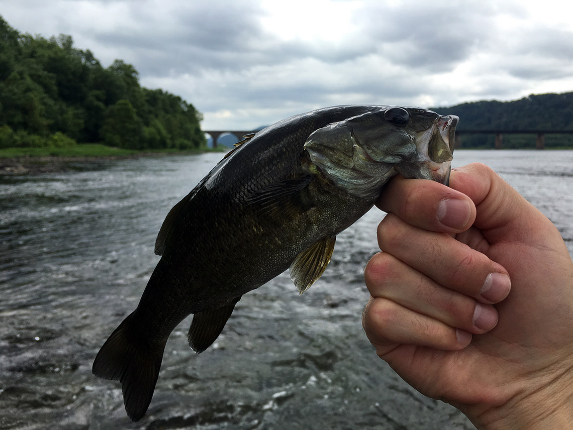 A smallmouth bass I caught on the Susquehanna above Shocks Mill Bridge.