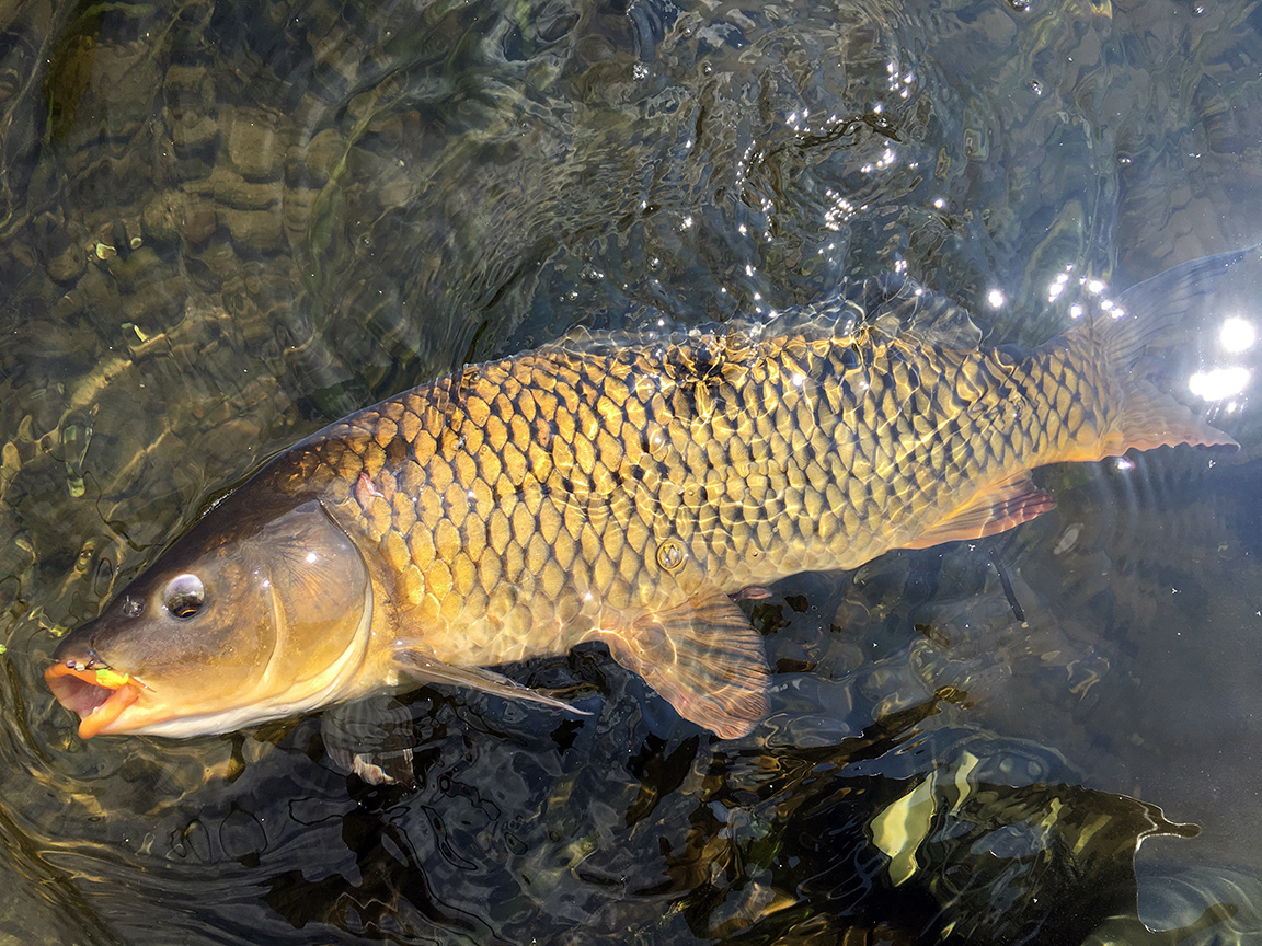 One of three carp I landed on the Juniata River on Saturday.