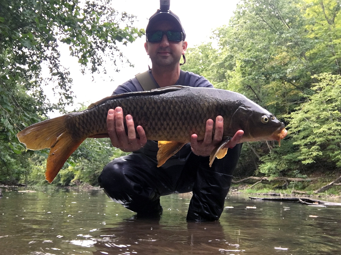 One of the carp I landed at the fallen tree.