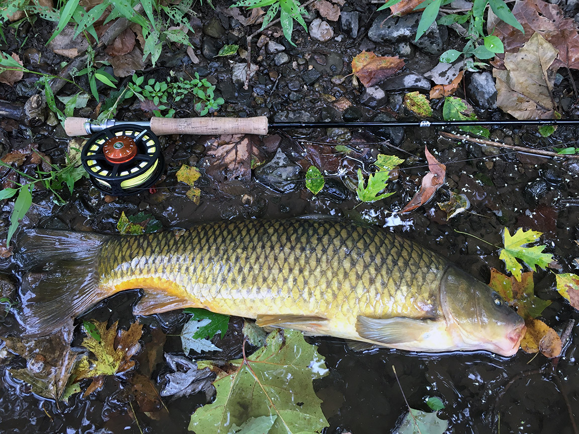 A common carp I caught while exploring downstream.