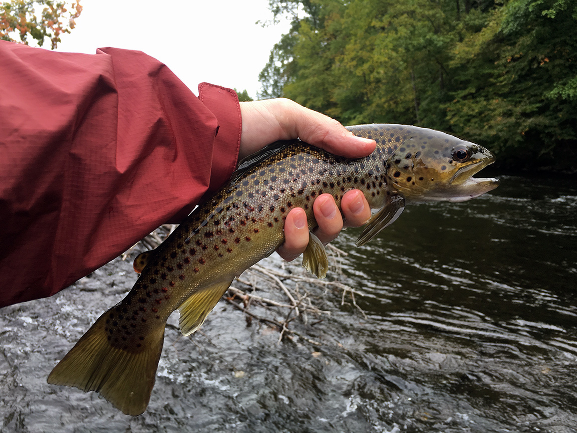 The brown trout I unexpectedly caught.