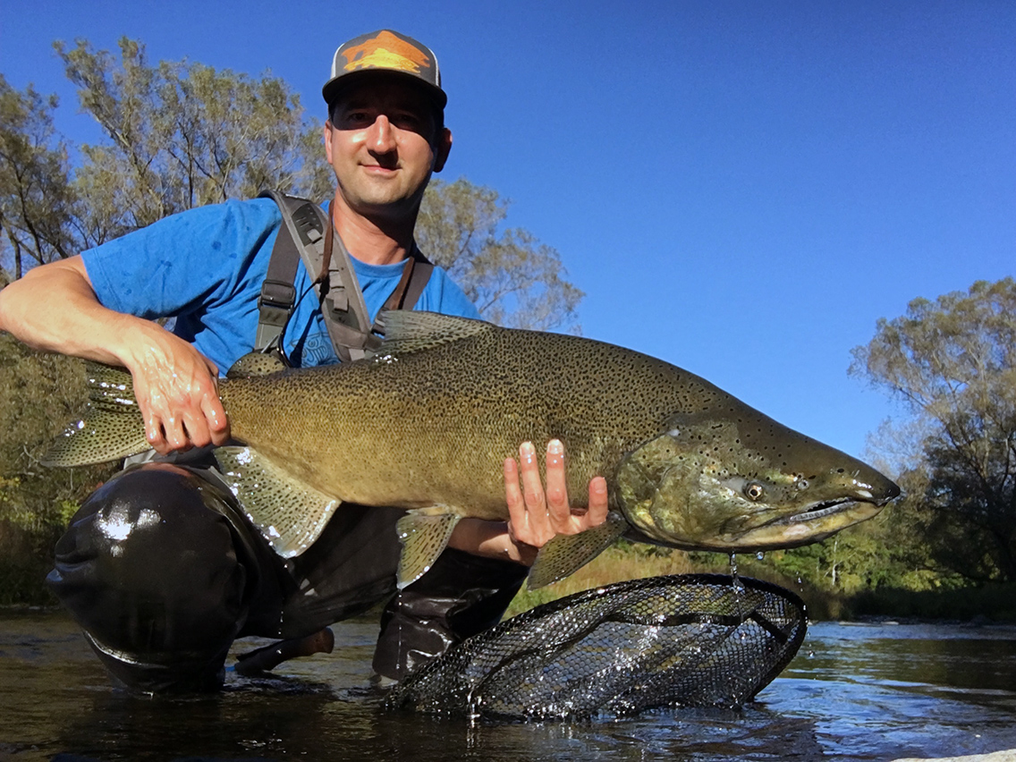 A fresh buck that couldn't resist a salmon streamer. 