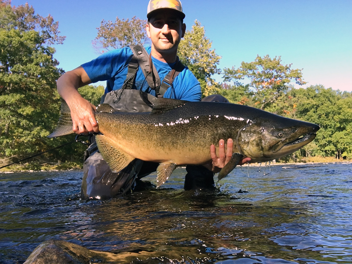 A hefty male Chinook that helped break in my new Redington Vice 10'-8wt fly rod.