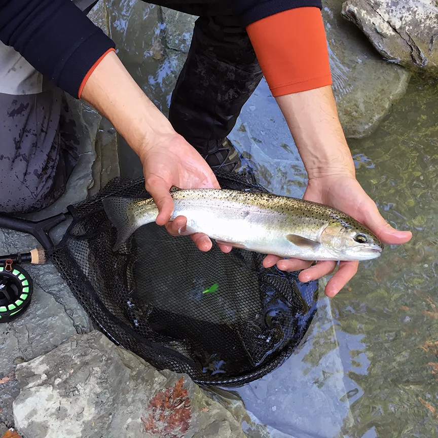 Another small Walnut Creek steelhead I caught on a Zug Bug nymph pattern.