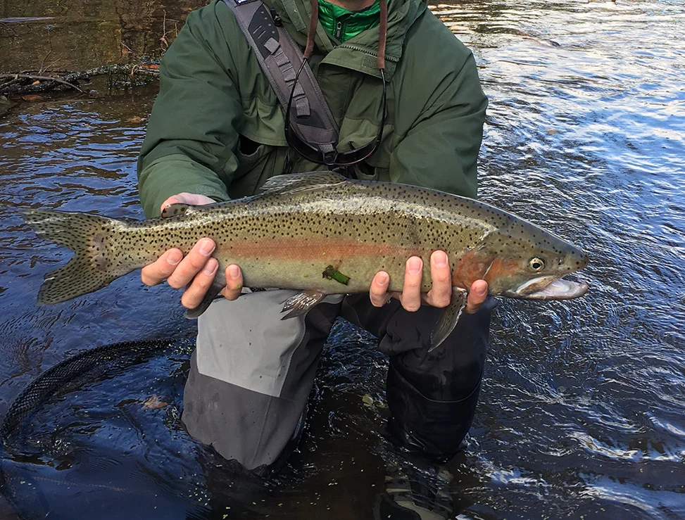 The lone steelhead I caught on Sunday afternoon.