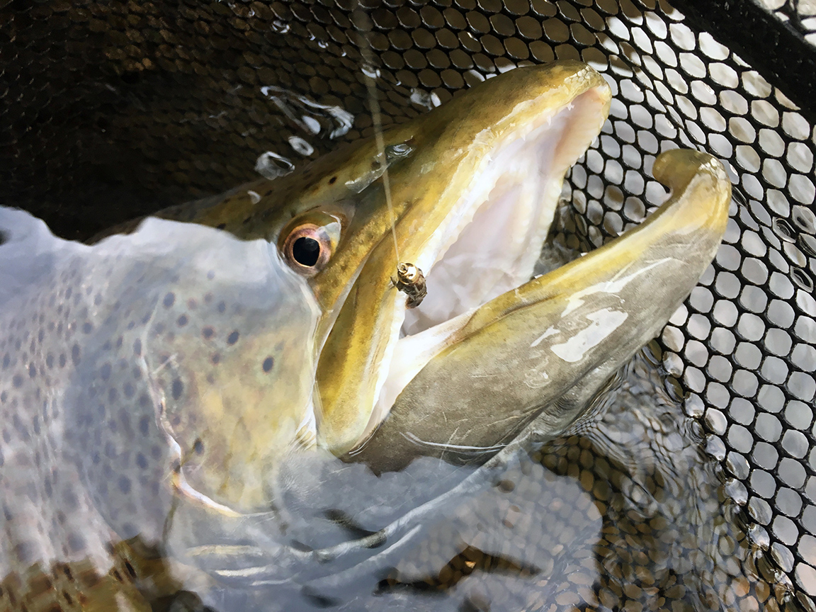 The beautiful 24" brown trout I caught.