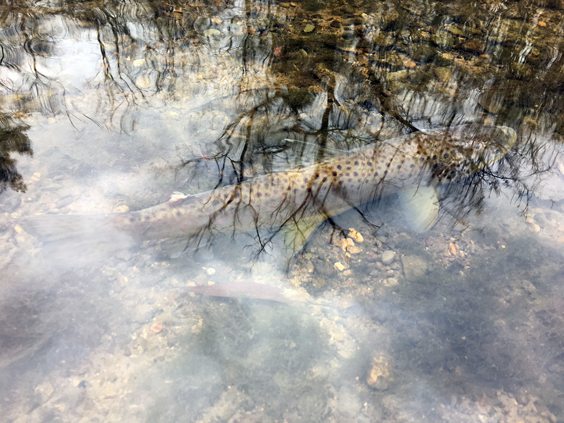 The incredible camouflage of a brown trout on a gravel stream bottom.