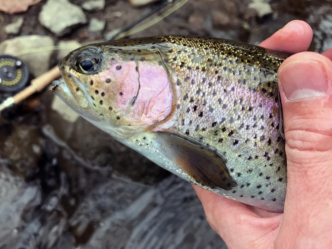 A rainbow I fooled with a #20 Olive Zebra Midge pattern.