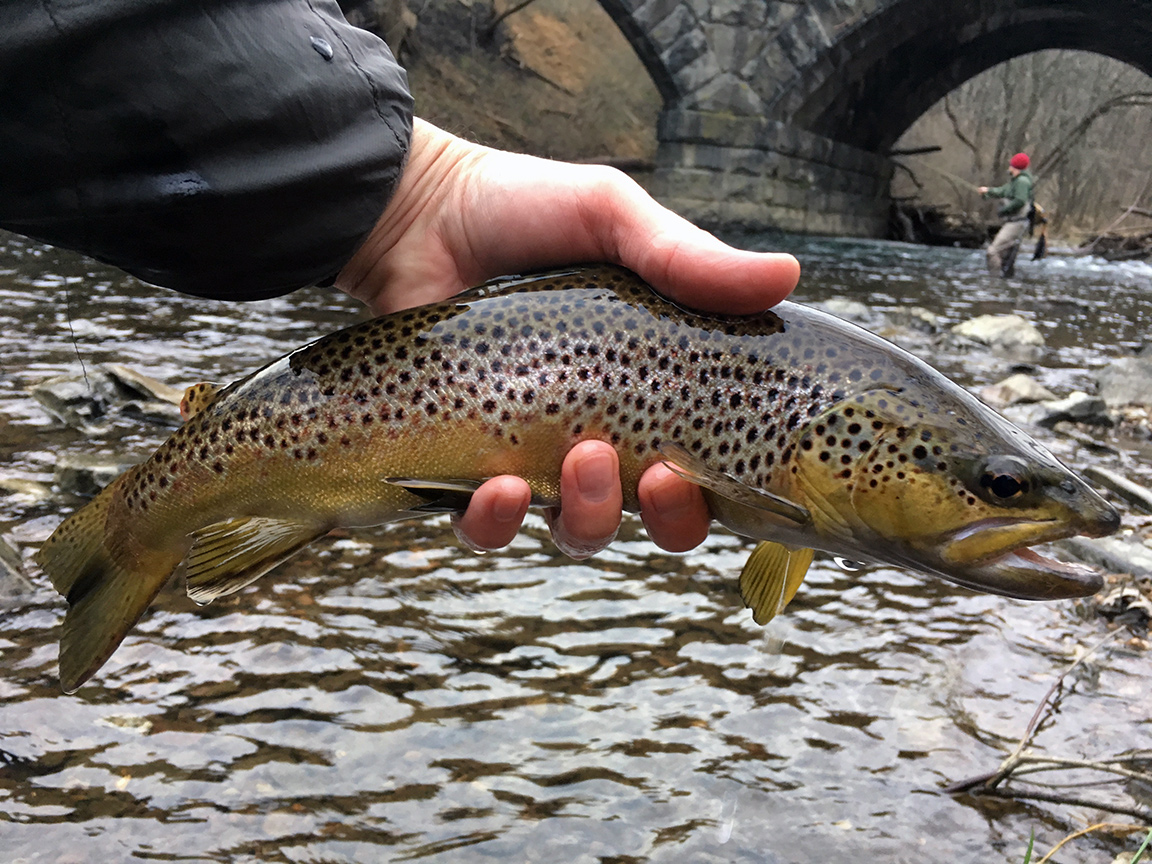 The beautiful brown that went over rock to take my fly.