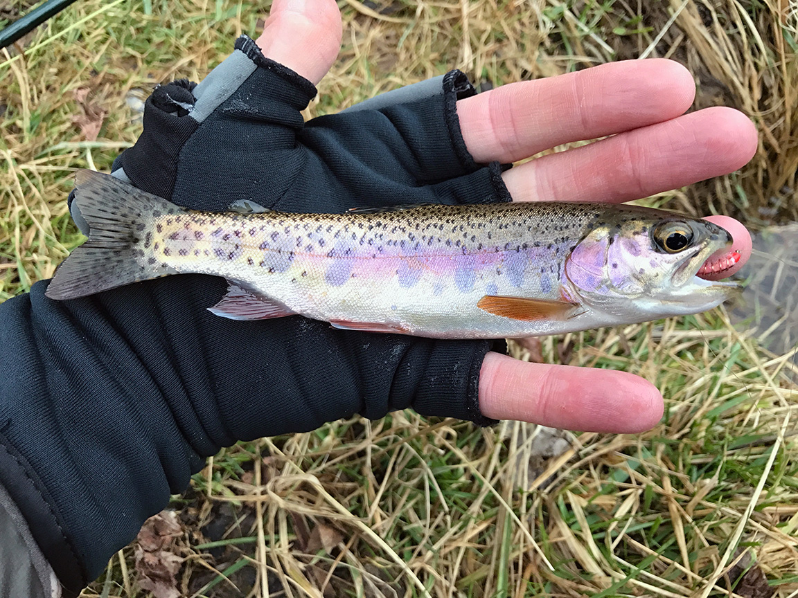 The small wild rainbow trout I caught on a Pink Scud.
