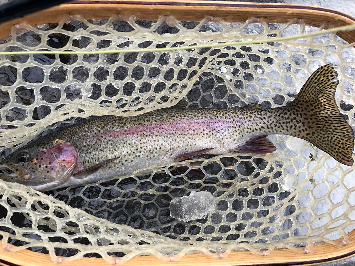 Another Pequest rainbow trout with beautiful markings.