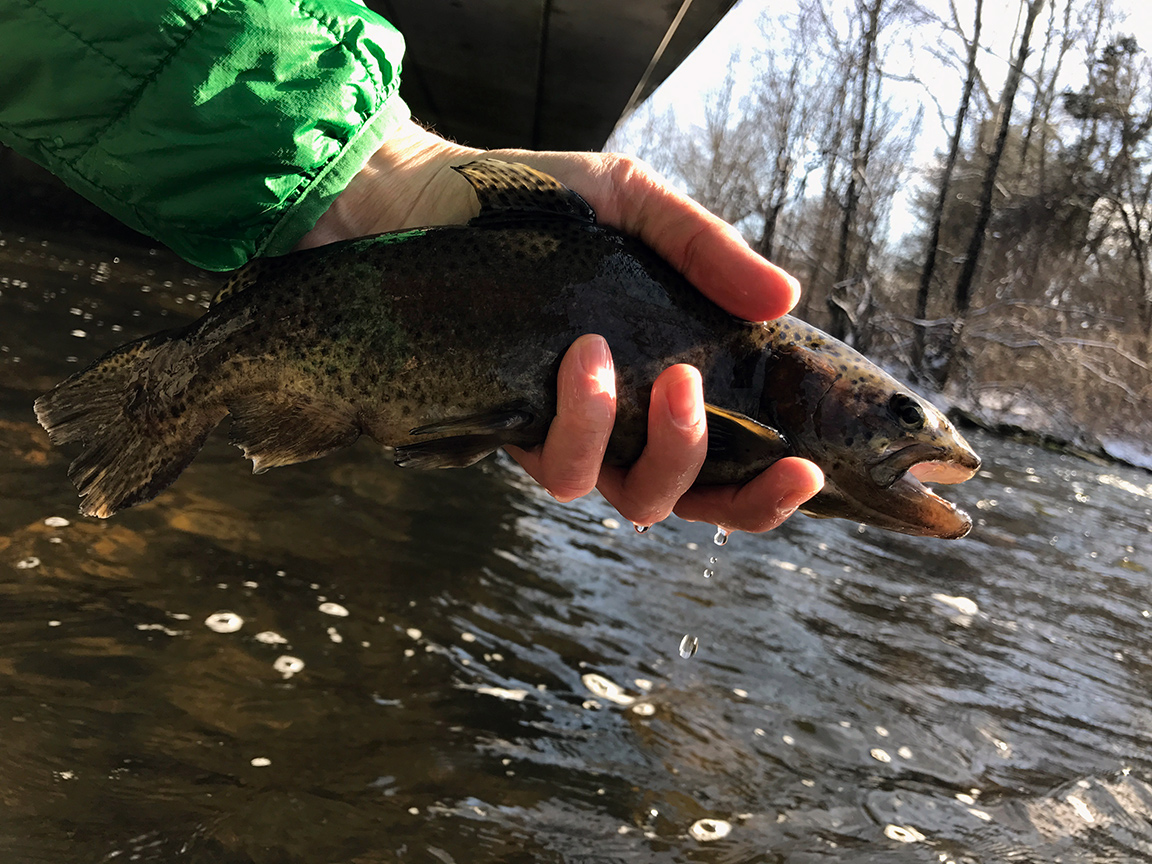 The small dark colored rainbow I caught under the Pequest River Trout Hatchery Bridge.