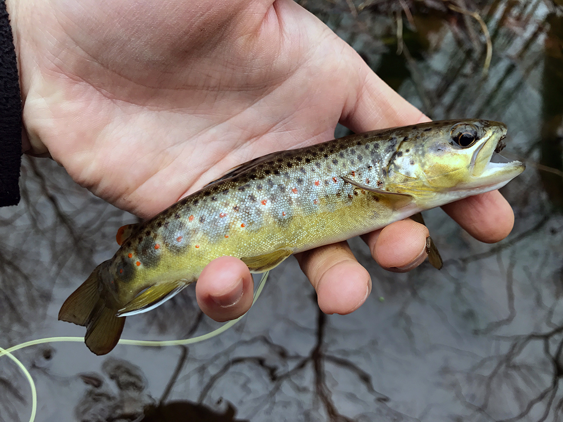 My first Gunpowder wild trout.