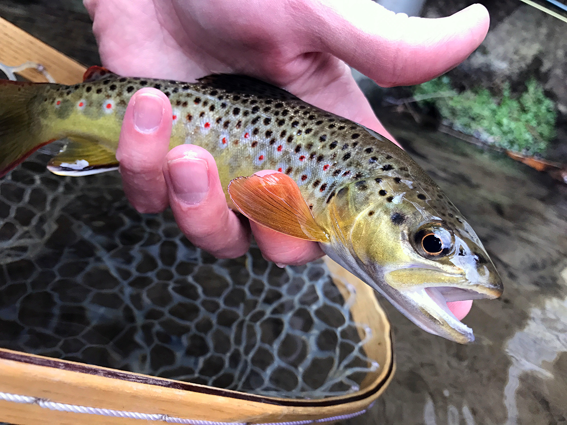 My first Monocacy Creek wild brown trout.