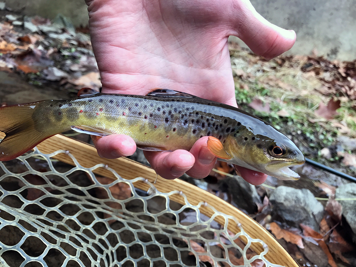 Another healthy and wild Monocacy brown trout.
