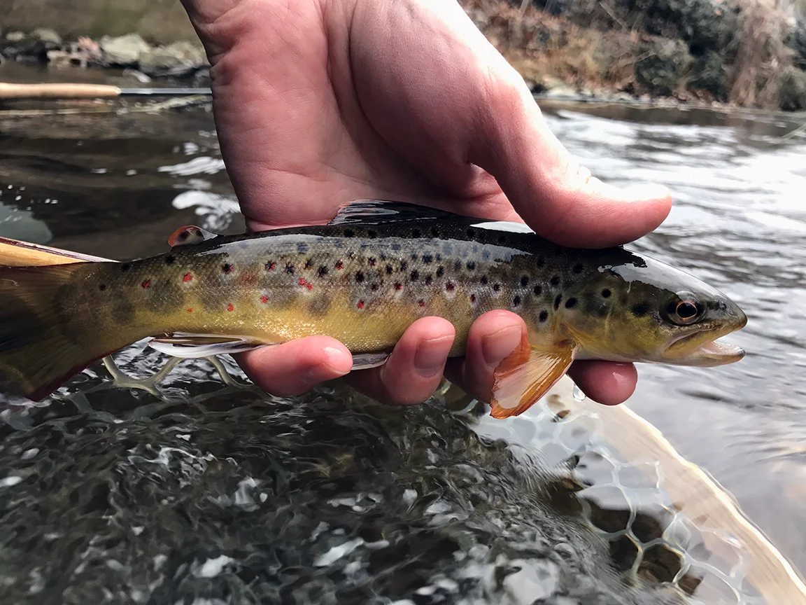 brown3.jpg