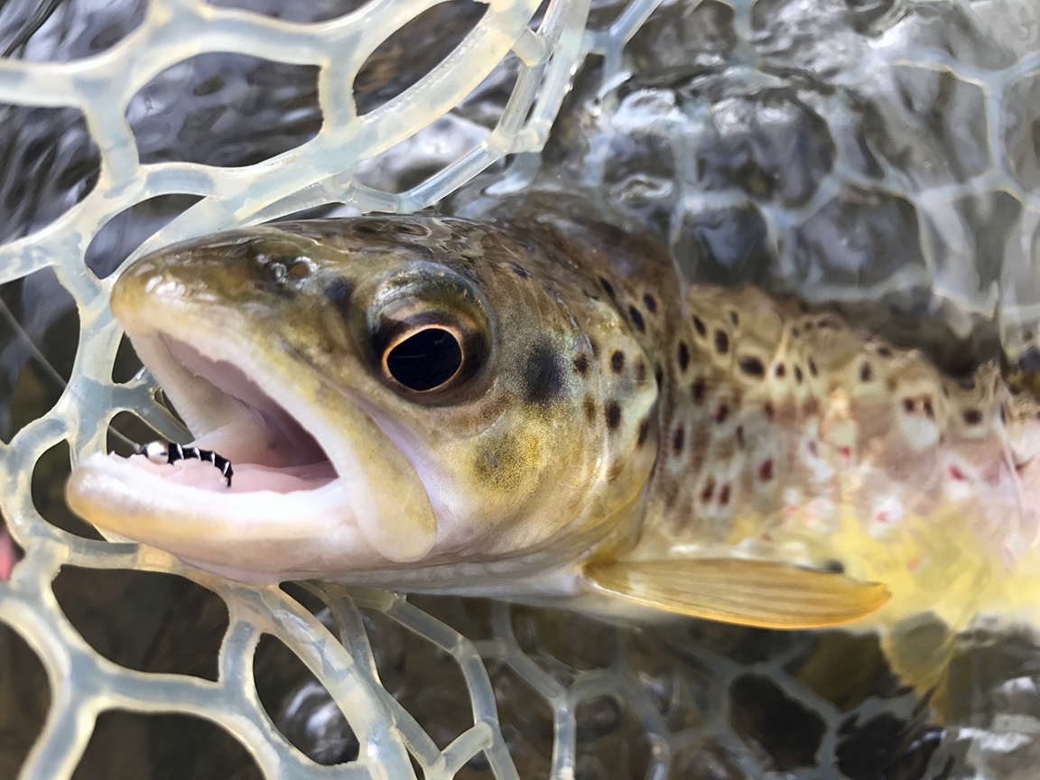 This guy opted for the Black Zebra Midge.