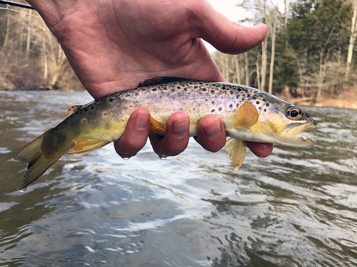 The only wild brown trout Penns Creek would give to me over the weekend.