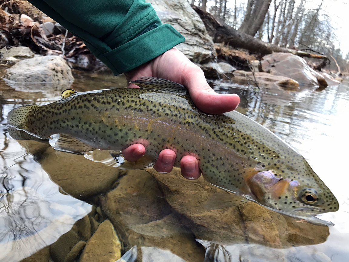 My first Dunlap Creek Rainbow Trout.