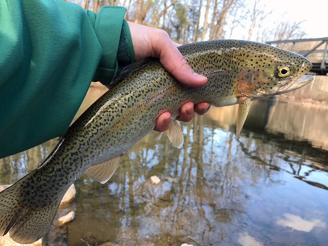 The trout that took my BWO pattern on the surface.