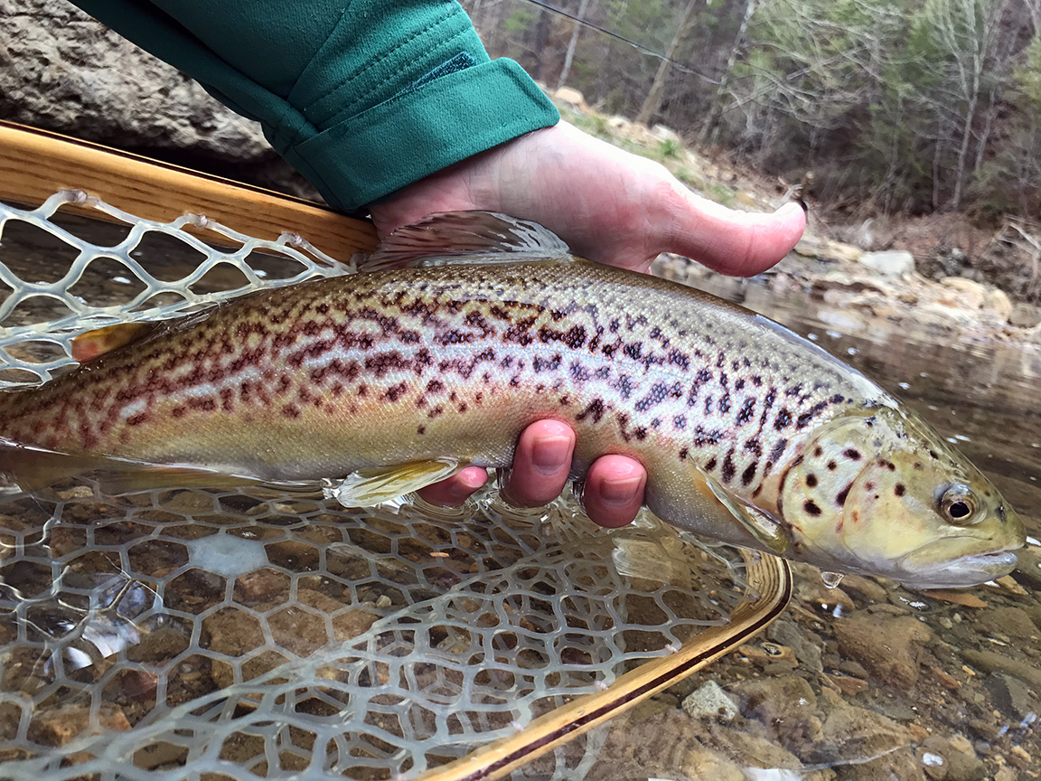 The nice brown trout I caught.