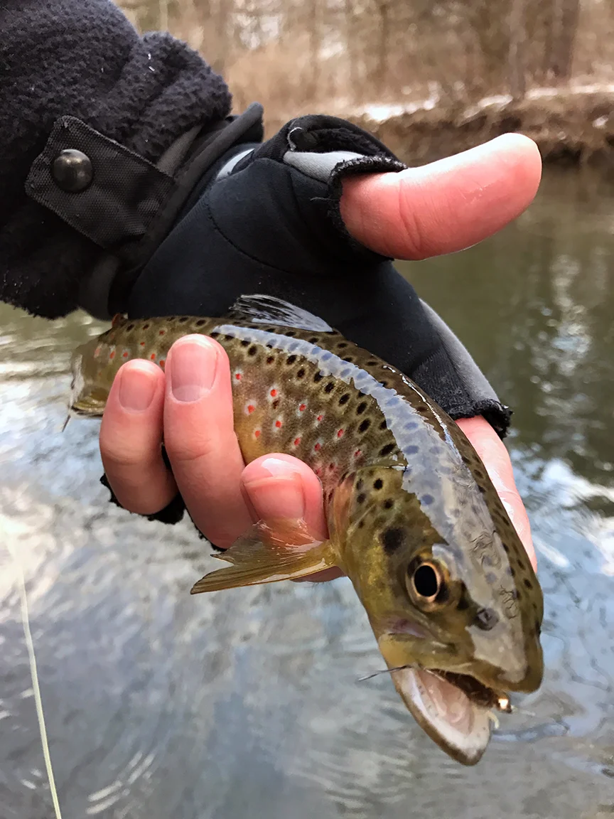 The first Spring Creek wild brown trout I landed on Sunday.