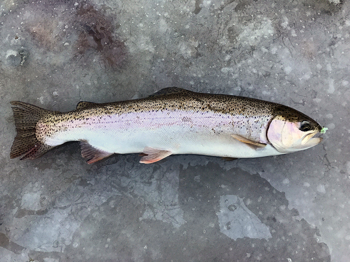 A fresh chrome steelhead that fell to the white Crystal Meth fly.