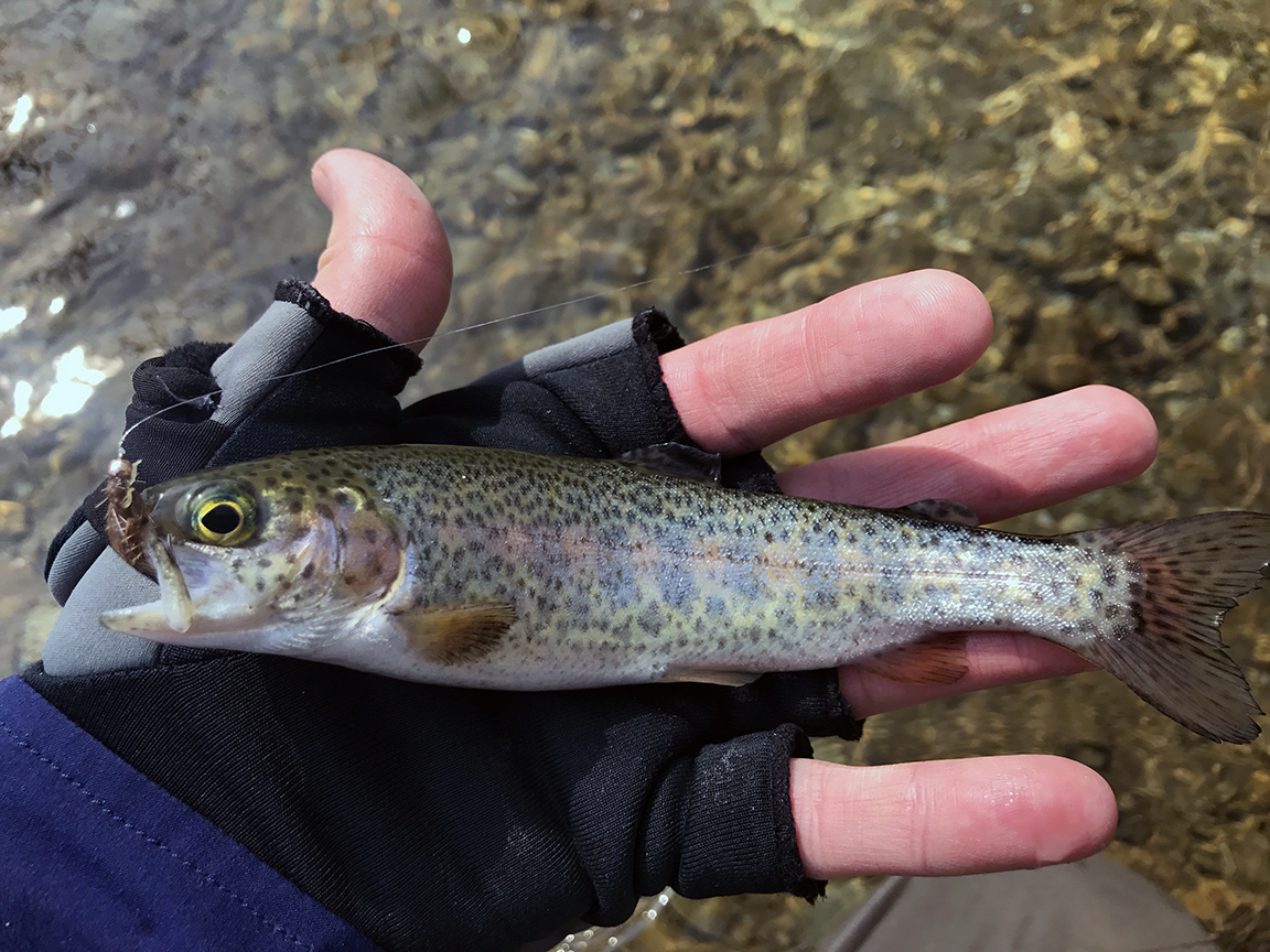 A recently stocked Erie steelhead smolt (we try to avoid catching these).